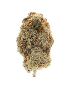 Hashplant Haze Sativa