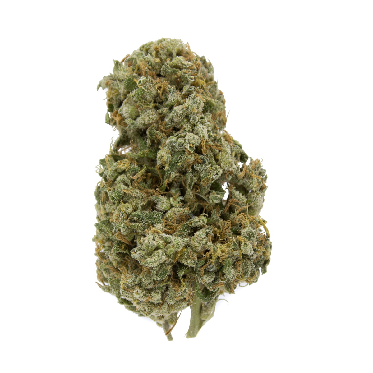 Jack Herer Sativa Deadhead Chemist