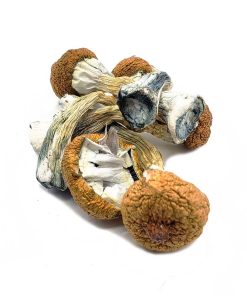 Bulk Mushrooms Blue Meanies