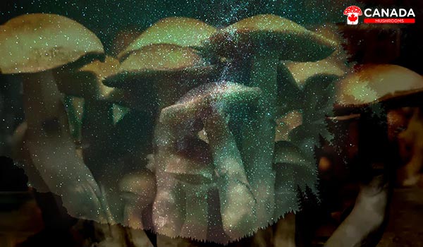 All About Stargazer Mushroom Strain