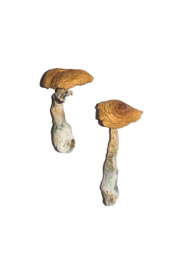 Bulk Mushrooms PE #6