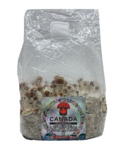 All in One Magic Mushroom Grow Kit