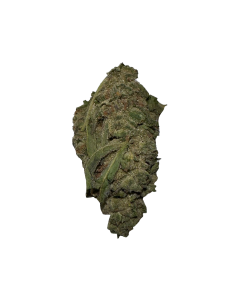 BLOW OUT SALE Apricot Hybrid 28G