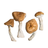 Phobos Magic Mushrooms