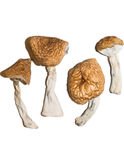 Phobos Magic Mushrooms