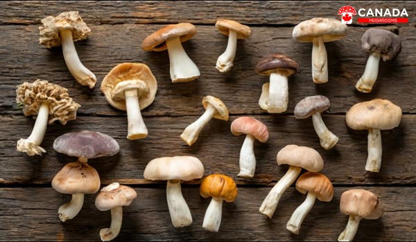 Different Types of Magic Mushrooms