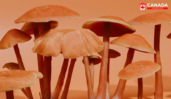 How To Find The Right Magic Mushroom Strain For You