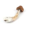 Melmac Magic Mushrooms