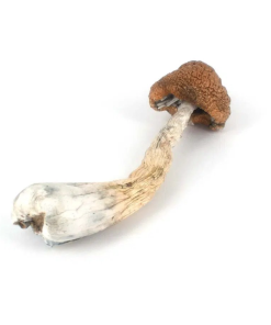 Melmac Magic Mushrooms