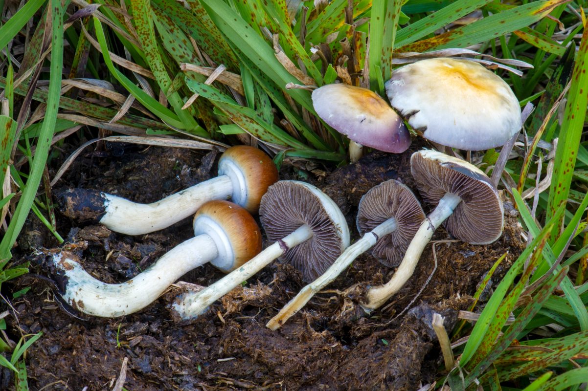 Discovering the B+ Strain Mushrooms