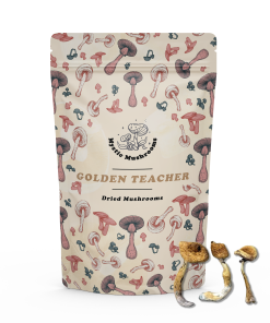 Golden Teacher Dried Mushrooms - Mystic Mushrooms