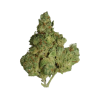 Mimosa Hybrid BLOW