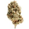 clementine sativa
