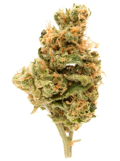 hindu kush cheap bud indica