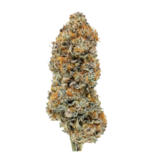 chocolate chip hybrid