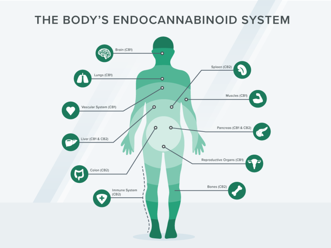 endocannabinoid system
