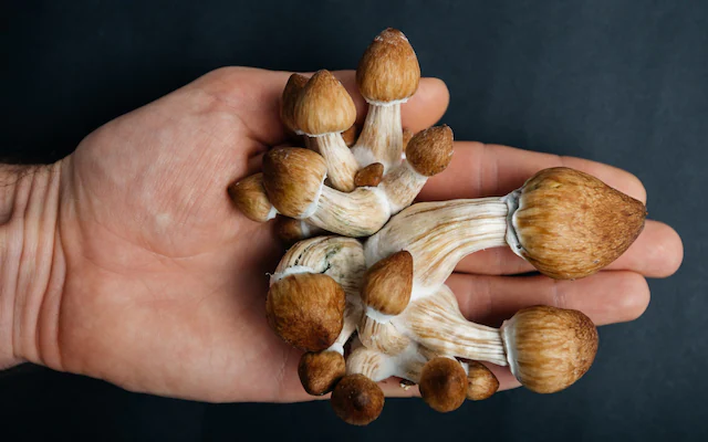 What to Know About Mushroom Dosing and Side Effects