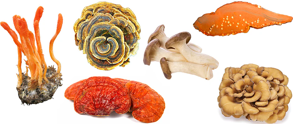 Medicinal Mushrooms vs. Culinary Mushrooms: What’s the Difference?