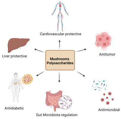 Understanding Beta-Glucans: The Powerhouse Compounds in Mushrooms