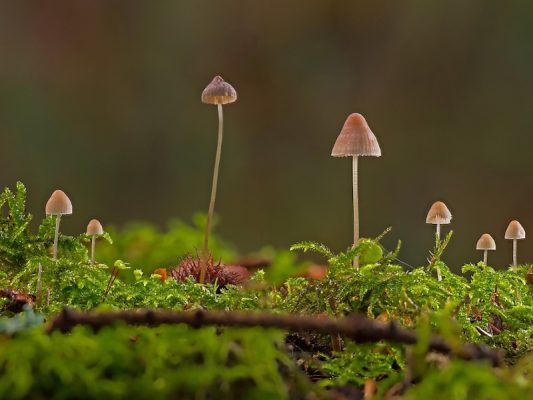 THC and Neurogenesis: Can Cannabis Support the Growth of New Brain Cells?