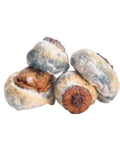 Bluey Vuitton Magic Mushrooms Deadhead Chemist