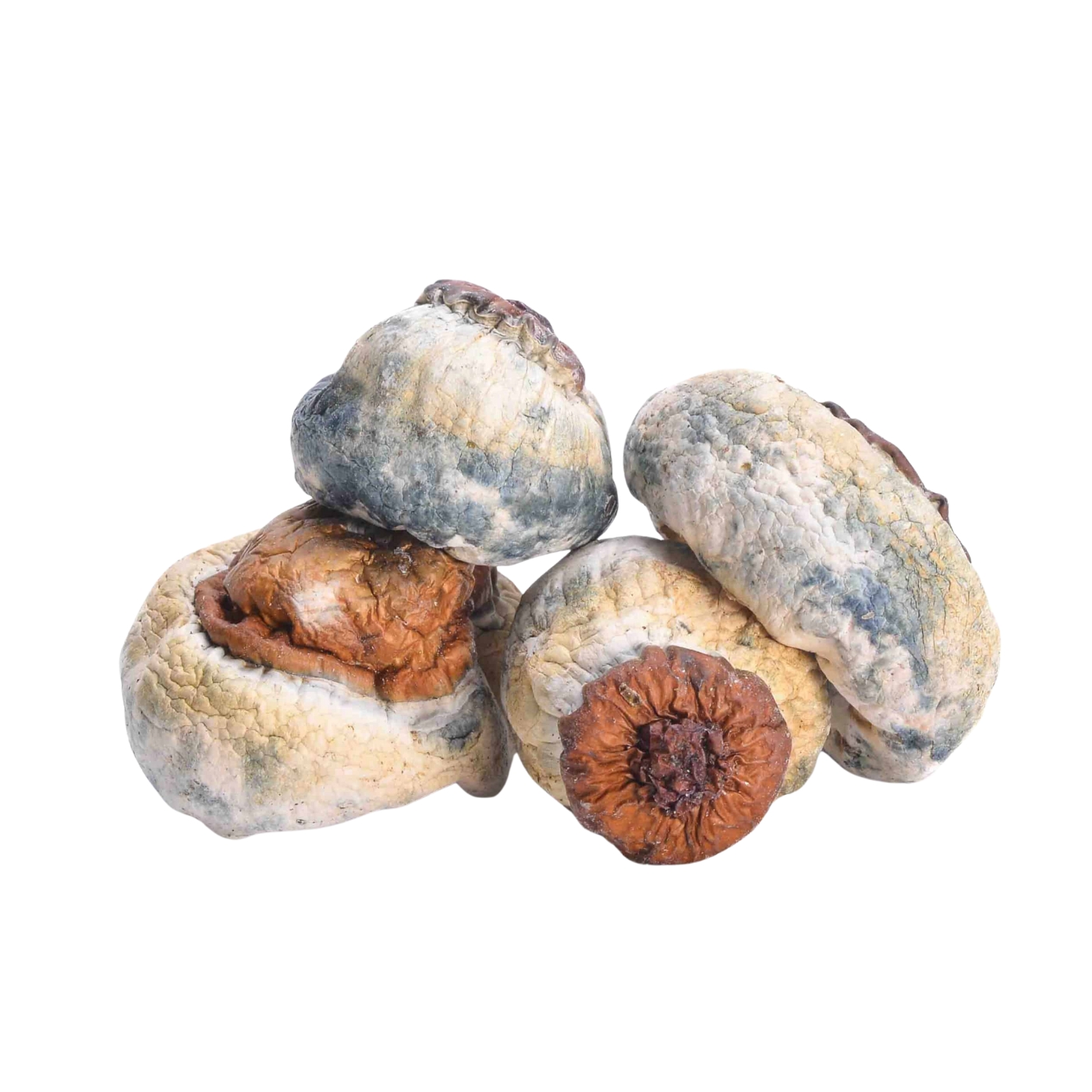 Bluey Vuitton Magic Mushrooms Deadhead Chemist