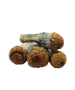 Squat Mak Magic Mushrooms Deadhead Chemist