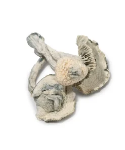 Albino Jedi Mind Fuck Magic Mushrooms (Premium)