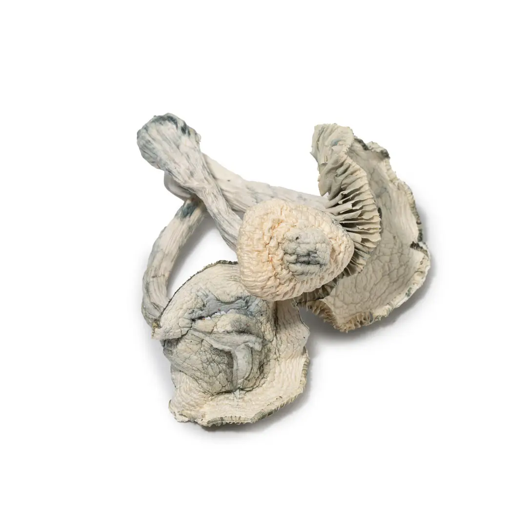 Albino Jedi Mind Fuck Magic Mushrooms (Premium)